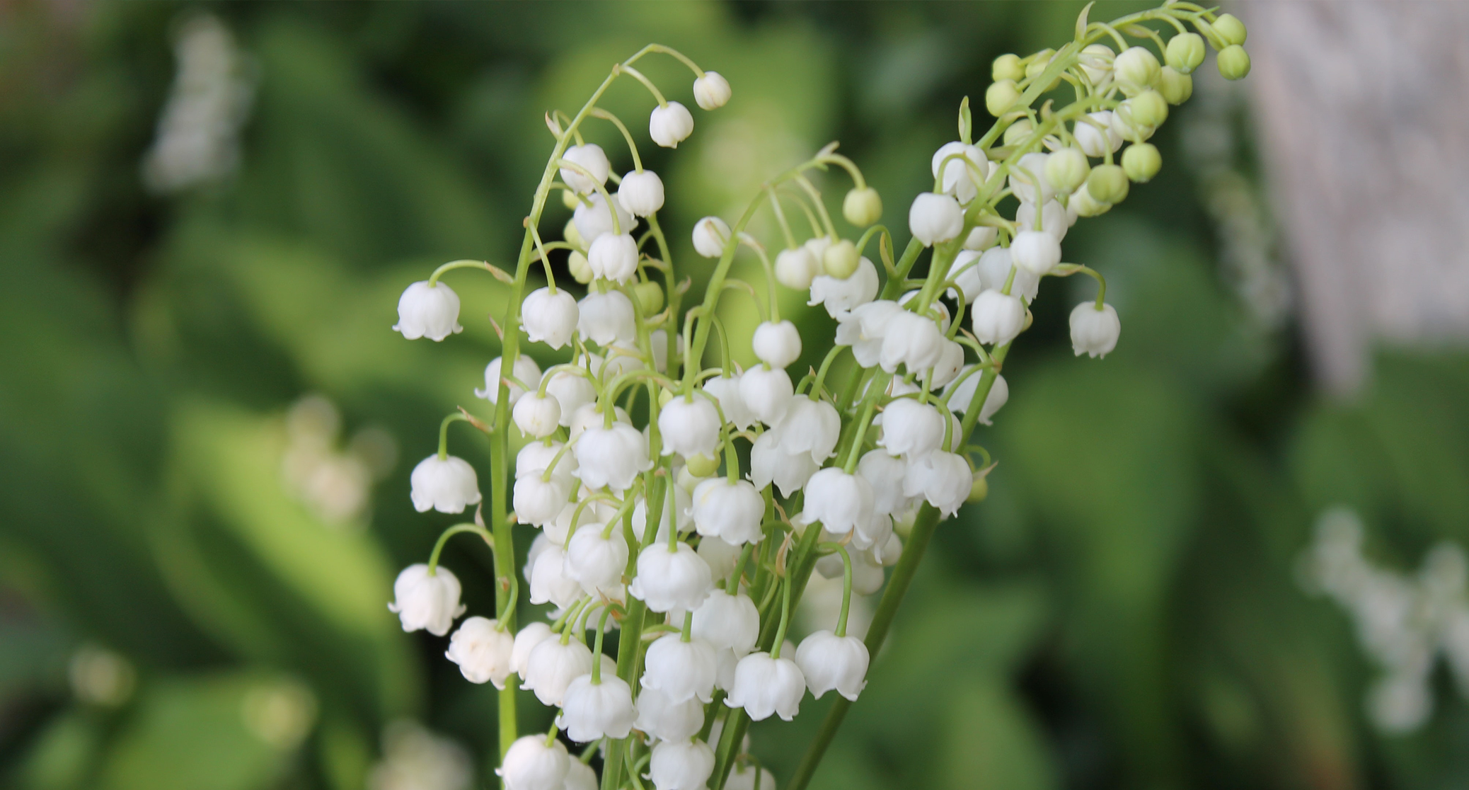 Lily of the valley smells online like