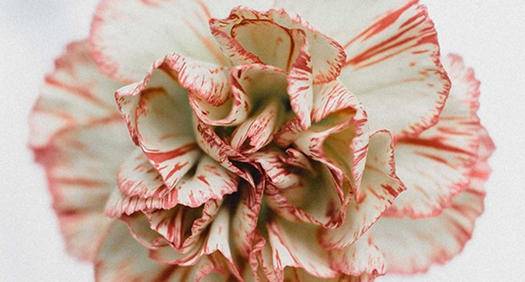 Carnations