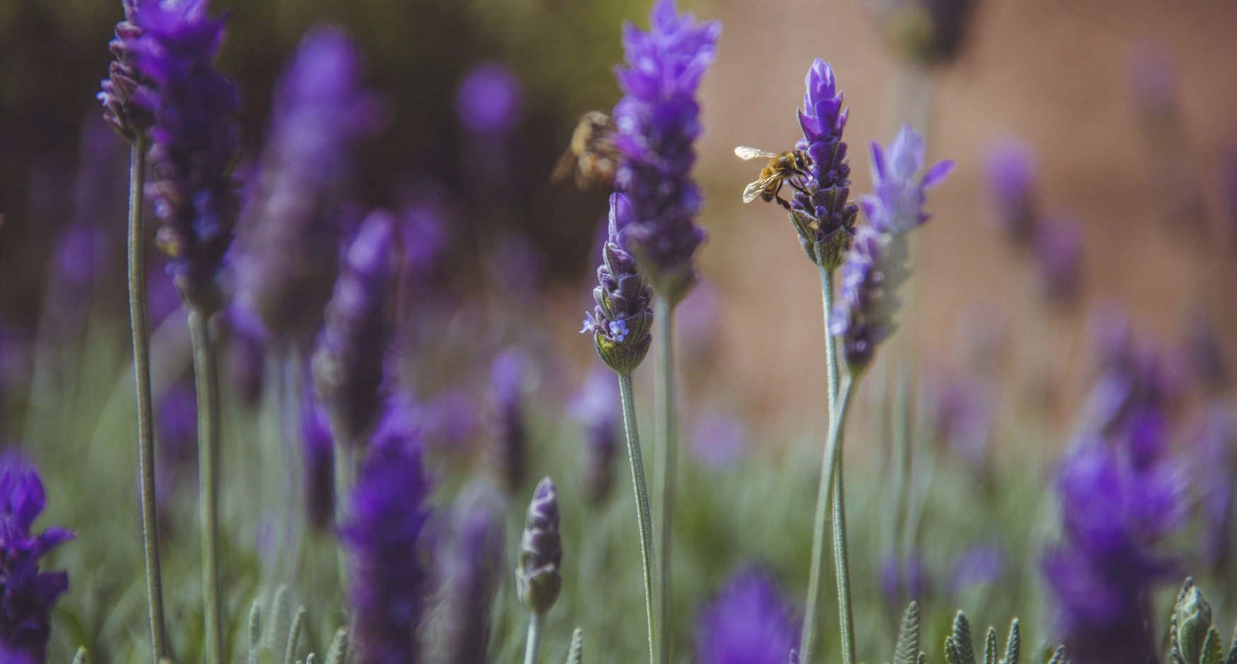Lavender