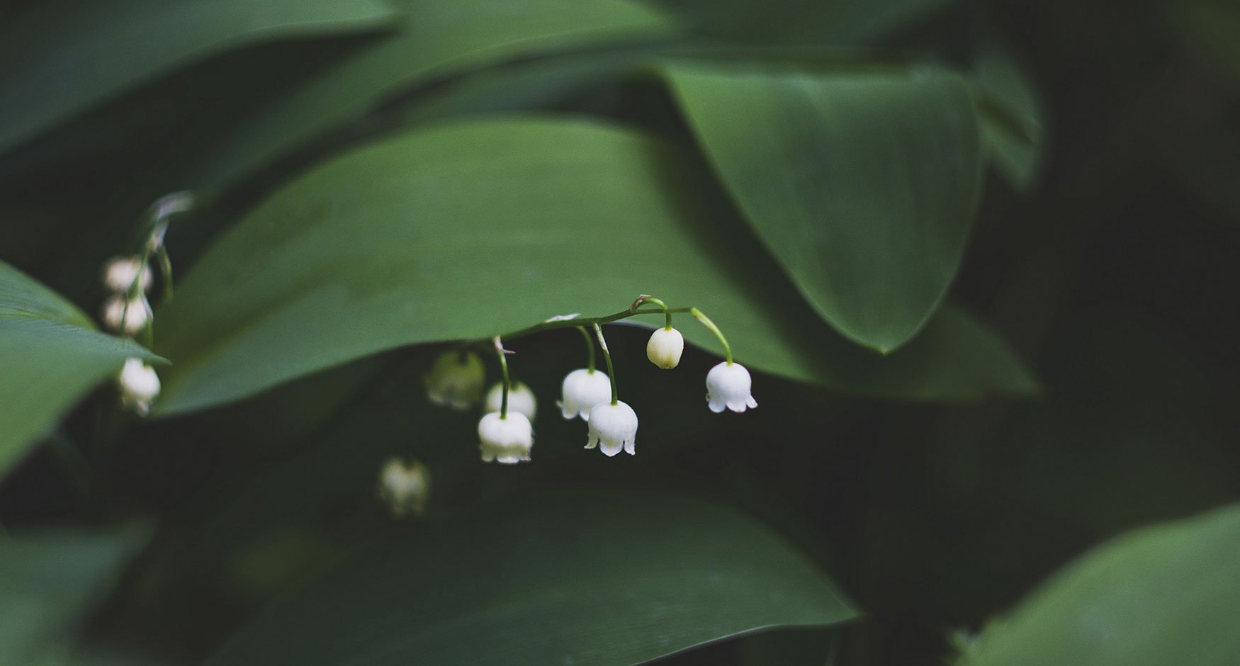 Lily of the Valley