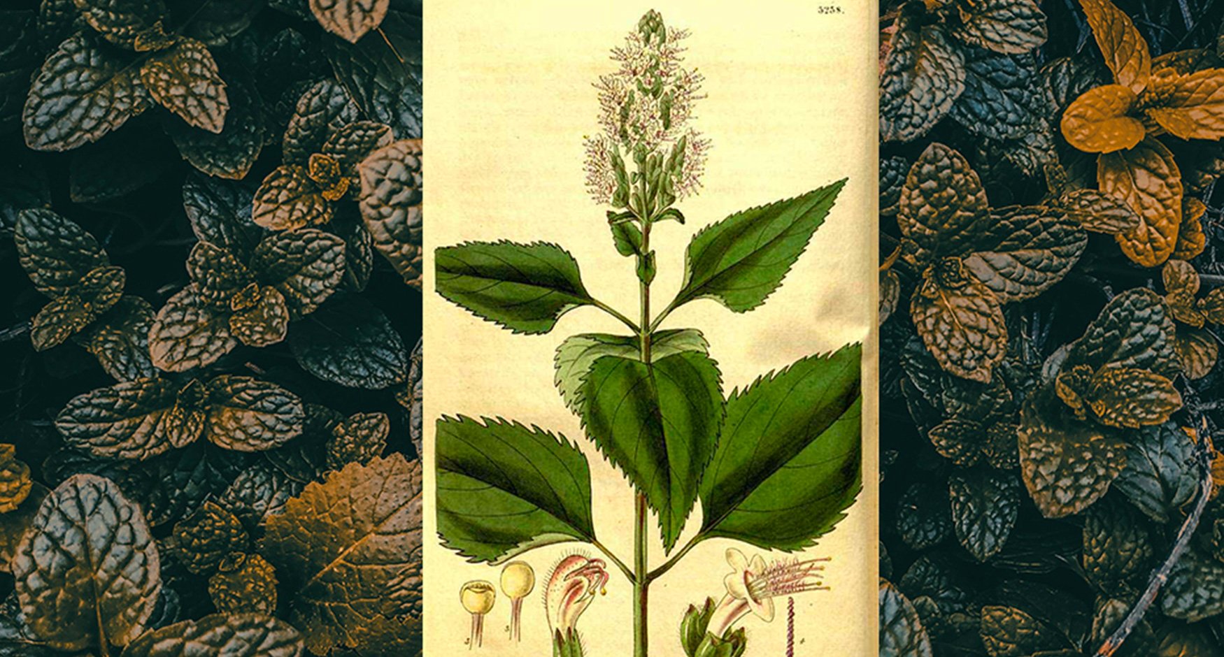 Patchouli