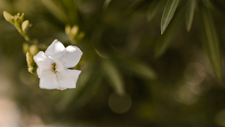 Jasmine: Across History and Across the World