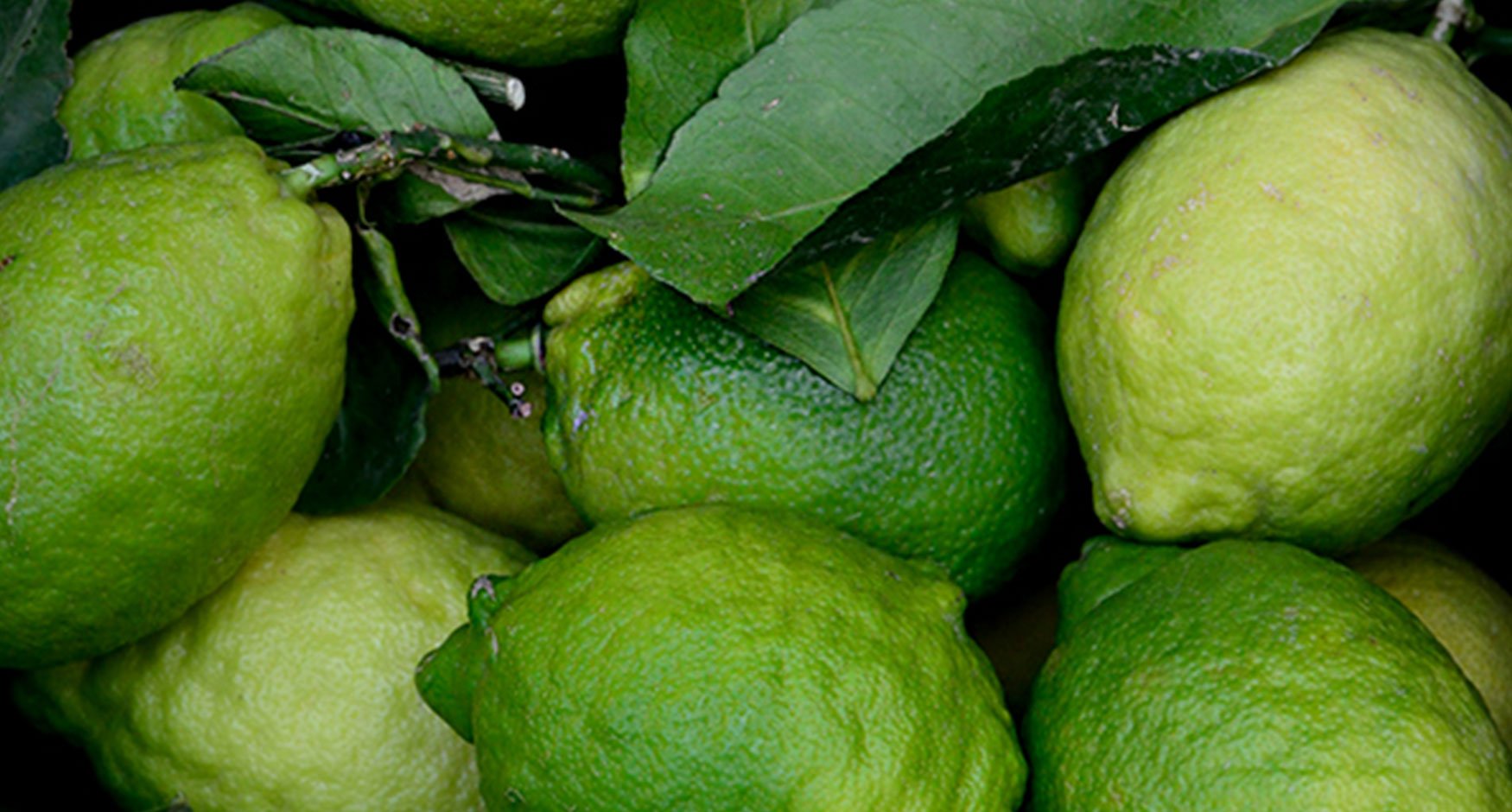 Bergamot